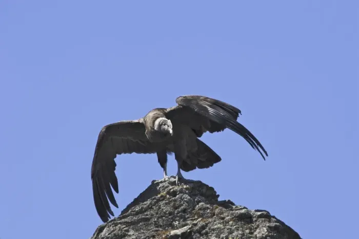 Framed Print : Andean Condor. Andes of Merida - Pico de Aguila - Venezuela Framed Print : Andean Condor. Andes of Merida - Pico de Aguila - Venezuela