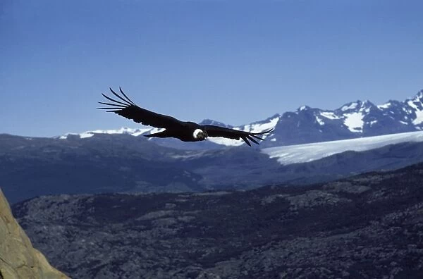 Andean condor Flying over the Andes, Torres del Paine National Park, Chile