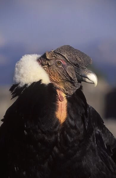 Andean condor, male CL 442