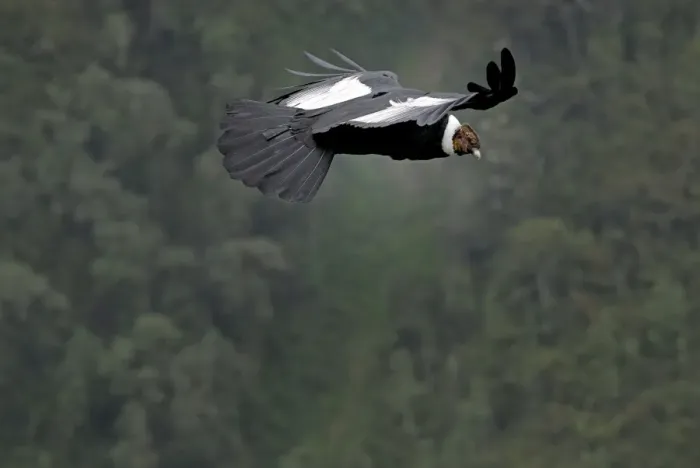 Framed Print : Andean Condor - male in flight - Purace Nationalpark - Departamento Cauca - Colombia Framed Print : Andean Condor - male in flight - Purace Nationalpark - Departamento Cauca - Colombia