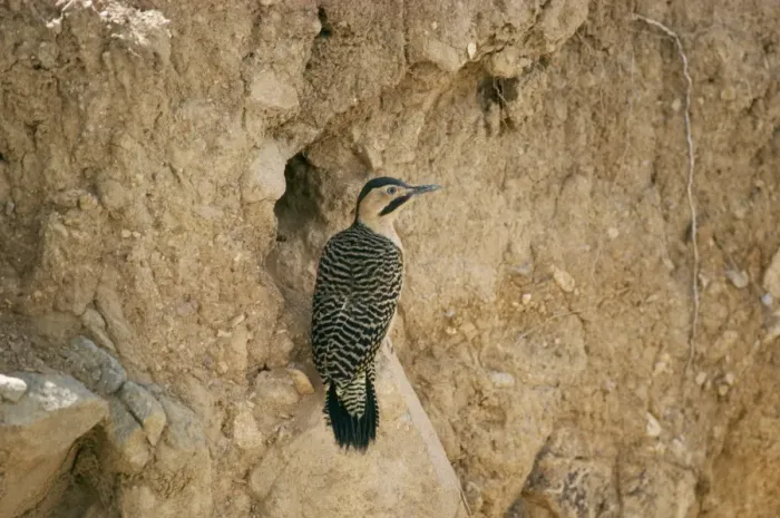 Framed Print : Andean Flicker Andes, Peru