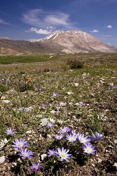 An anemone - Anemone blanda - near the snow-line in the Bey Dagi Mountains - south Turkey