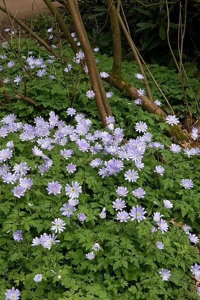 Anemone apennina - These found on woodland fringes. A spreading spring flower with thick rhizome. Seen in blue, pink or white. Gloucestershire arboretum