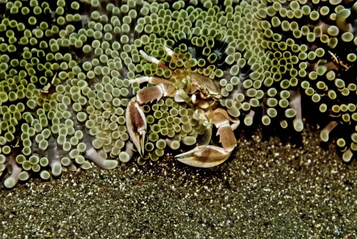 Framed Print : Anemone Crab - using its delicate nets, sweeping the current for food particals - Indonesia Framed Print : Anemone Crab - using its delicate nets, sweeping the current for food particals - Indonesia