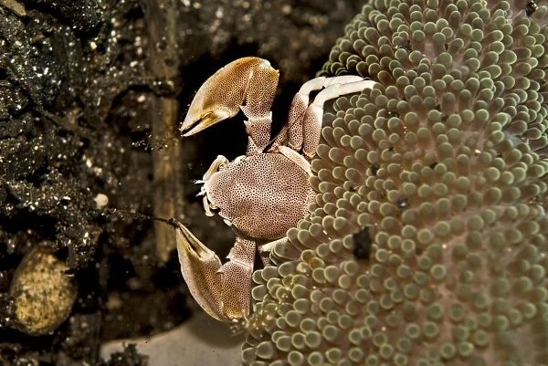 Anemone Crab - using its delicate nets sweeping the current for food particals - Papua New Guinea - Indonesia