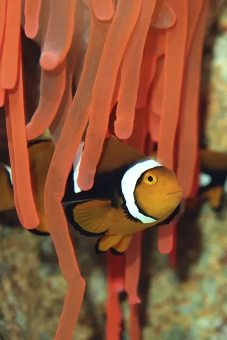 Framed Print : Anemone Fish unharmed among tentacles of sea anemone, Red Sea and Indian Ocean Framed Print : Anemone Fish unharmed among tentacles of sea anemone, Red Sea and Indian Ocean
