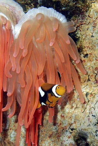 Anemone Fish unharmed among tentacles of sea anemone, Red Sea and Indian Ocean