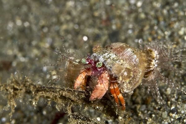 Anemone Hermit Crab - Indonesia