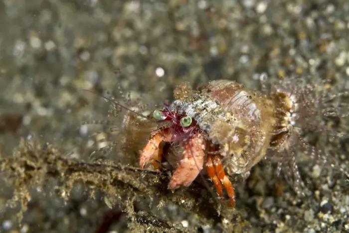 Framed Print : Anemone Hermit Crab - Indonesia Framed Print : Anemone Hermit Crab - Indonesia