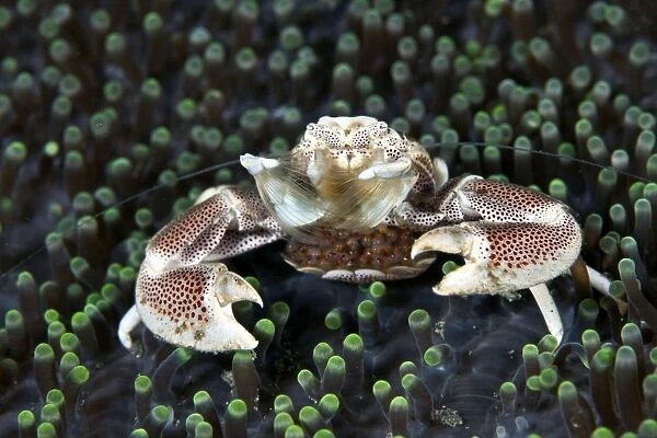 Anemone Porcelain Crab - with eggs - Indonesia