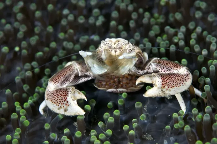 Framed Print : Anemone Porcelain Crab - with eggs - Indonesia Framed Print : Anemone Porcelain Crab - with eggs - Indonesia