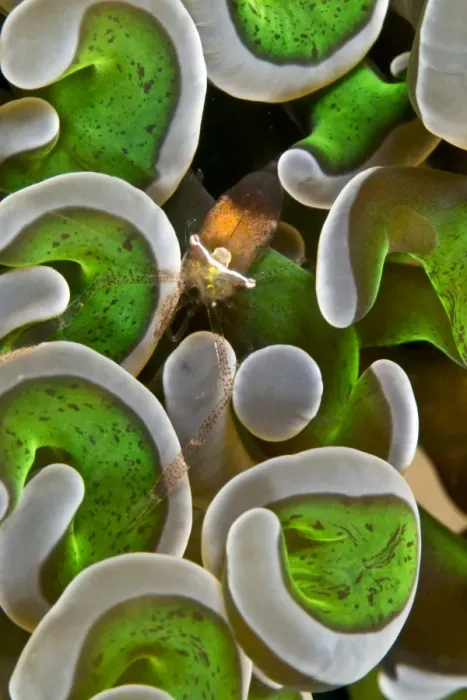 Framed Print : Anemone Shrimp - Indonesia Framed Print : Anemone Shrimp - Indonesia