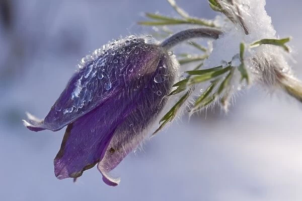 Anemone spec. Purple flower covered with snow in early spring Garden, The Netherlands