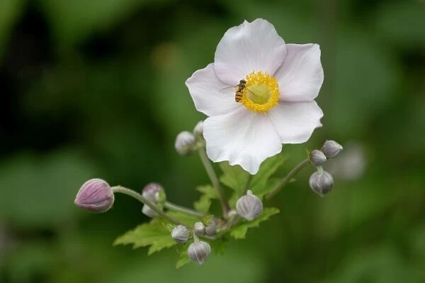 Anemone tomentosa - This hardy perennial flowers from late summer to mid autumn. Kent garden, UK - July