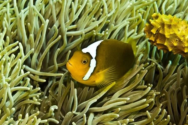 Anemonefish - Unusual hybrid only seen in the PNG Solomon Islands area and not often - Papua New Guinea