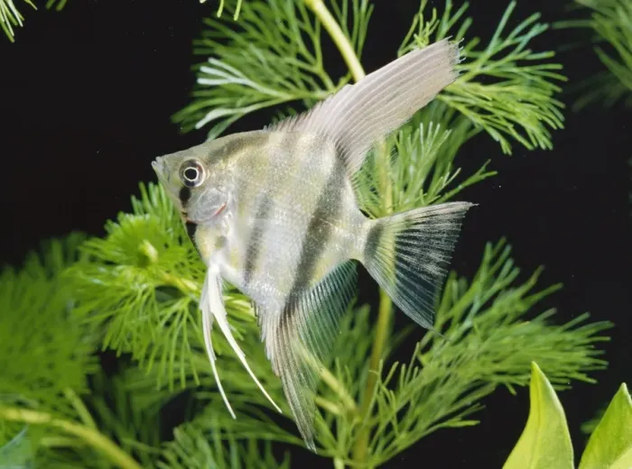 Framed Print : Angelfish / Angel Cichlid Framed Print : Angelfish / Angel Cichlid