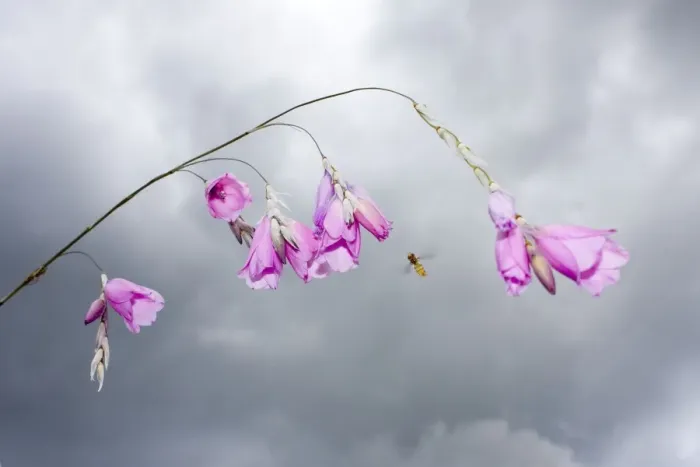Framed Print : Angel's Fishing Rod flowers - with approaching Hover Fly and stormy sky - Norfolk UK Framed Print : Angel's Fishing Rod flowers - with approaching Hover Fly and stormy sky - Norfolk UK
