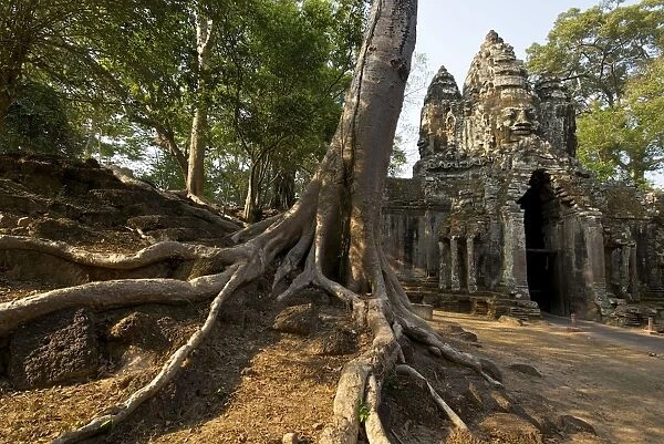 Angkor gateway tree roots - Cambodia