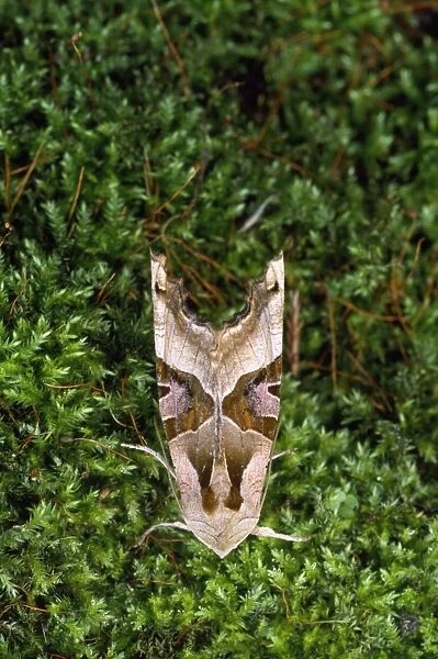 Angle Shades Moth Essex UK