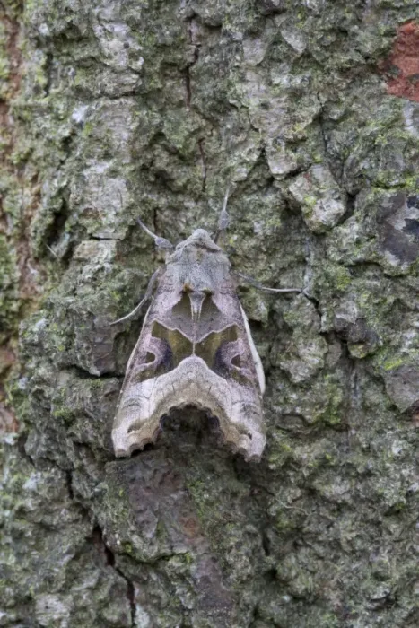 Framed Print : Angle Shades Moth - resting on bark of a tree - July - Cannock Chase - Staffordshire - England Framed Print : Angle Shades Moth - resting on bark of a tree - July - Cannock Chase - Staffordshire - England