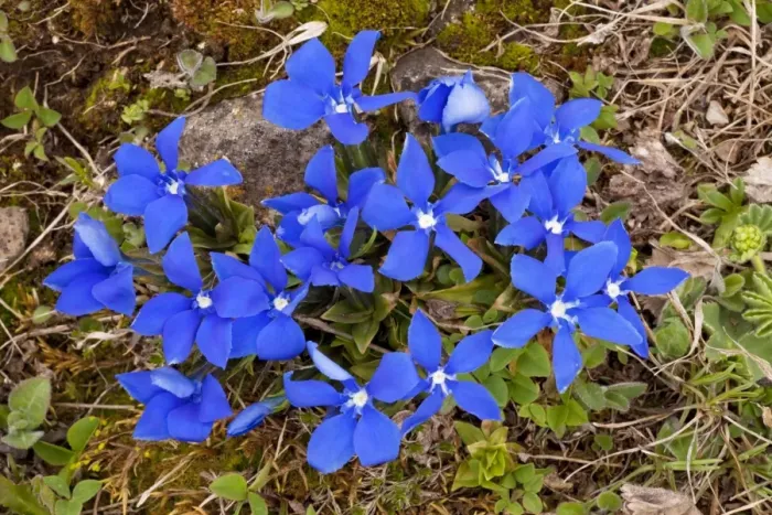 Framed Print : Angled Gentian - in the Lesser Caucasus; Georgia Framed Print : Angled Gentian - in the Lesser Caucasus; Georgia