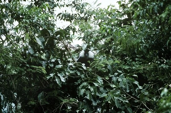 Angolan Black & White Colobus Monkey - Nyungve Forest - Rwanda