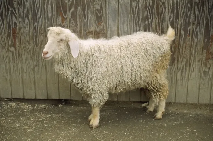 Framed Print : Angora Goat - domestic Framed Print : Angora Goat - domestic