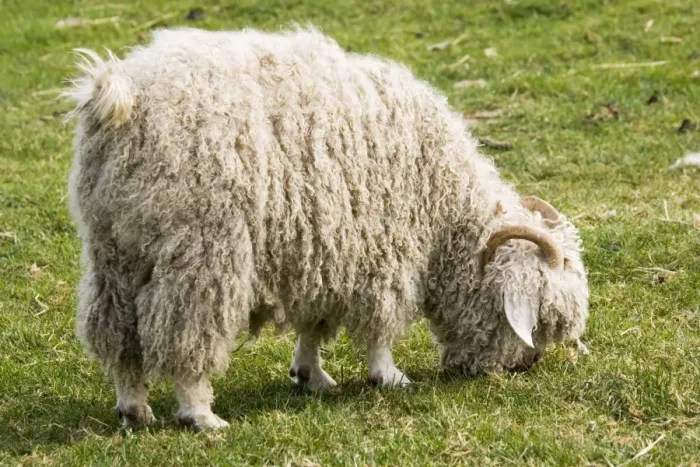 Framed Print : Angora goat - grazing Rare Breed Trust Cotswold Farm Park Temple Guiting near Stow on the Wold - UK. Originating in the Angora regio of Asia Minor (now Turkey) Framed Print : Angora goat - grazing Rare Breed Trust Cotswold Farm Park Temple Guiting near Stow on the Wold - UK. Originating in the Angora regio of Asia Minor (now Turkey)
