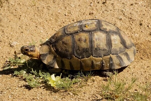Angulate Tortoise, light phase, male (Chersina angulata) in the Namaqua desert, South Africa