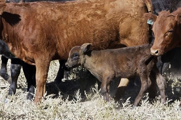 Angus  /  Charolais Cattle - calf. Ponderosa Ranch - Seneca - Oregon - USA