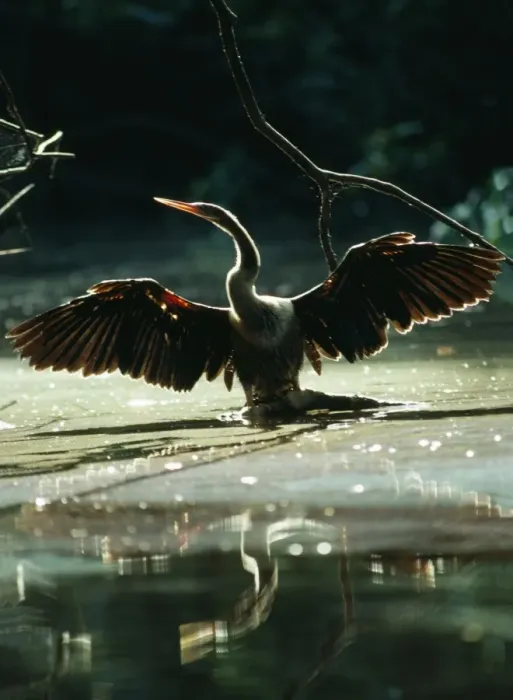 Framed Print : Anhinga - drying wings after fishing, Roraima, Brazil, South America Framed Print : Anhinga - drying wings after fishing, Roraima, Brazil, South America
