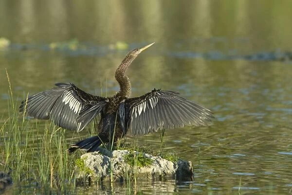 Anhinga female drying wings after swimming. Distinguished from male by buffy neck and breast. Prefer freshwater habitats, marshes, swamps and rivers, where they capture fish by pursuing them underwater. Resident in Florida. Weston, Florida, USA