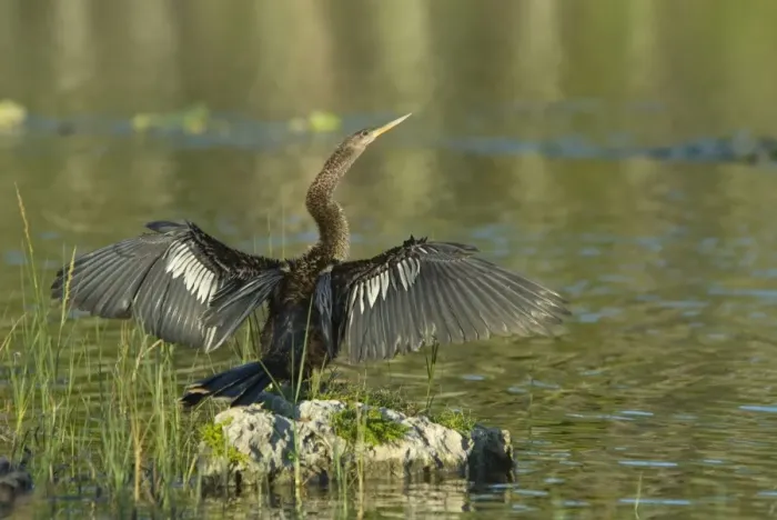 Framed Print : Anhinga female drying wings after swimming. Distinguished from male by buffy neck and breast. Prefer freshwater habitats, marshes, swamps and rivers, where they capture fish by pursuing them underwater. Resident in Florida. Weston, Florida, USA Framed Print : Anhinga female drying wings after swimming. Distinguished from male by buffy neck and breast. Prefer freshwater habitats, marshes, swamps and rivers, where they capture fish by pursuing them underwater. Resident in Florida. Weston, Florida, USA
