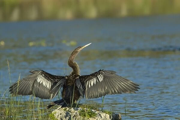 Anhinga female drying wings after swimming. Distinguished from male by buffy neck and breast. Prefer freshwater habitats, marshes, swamps and rivers, where they capture fish by pursuing them underwater. Resident in Florida. Weston, Florida, USA