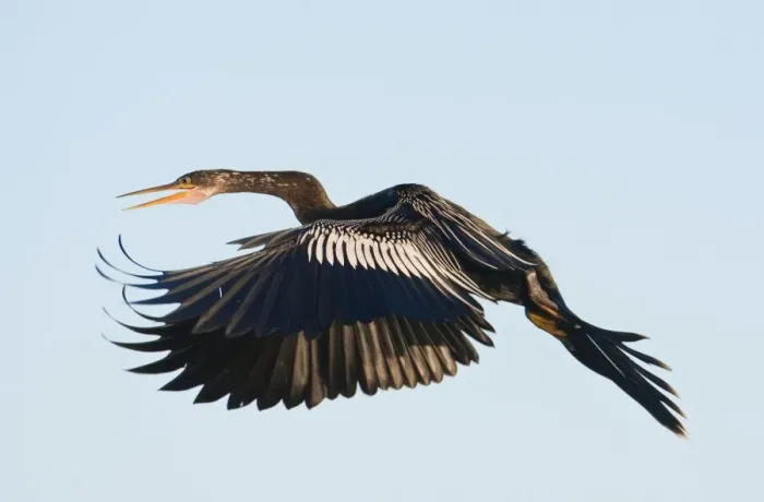 Framed Print : Anhinga - female in flight - Kissimmee Florida - USA - January Framed Print : Anhinga - female in flight - Kissimmee Florida - USA - January