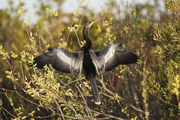 Anhinga - female with wings open - Kissimmee Florida - USA - January