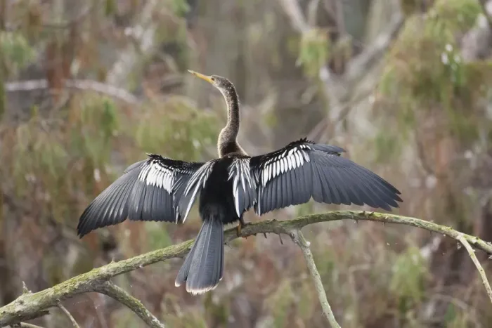 Framed Print : Anhinga - female with wings open - Kissimmee Florida - USA - January Framed Print : Anhinga - female with wings open - Kissimmee Florida - USA - January