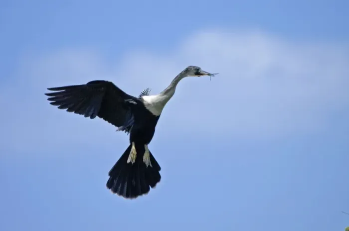 Framed Print : Anhinga - In flight with twigs in beak coming in to land at nest. Occurs in Florida and along southern seaboard of USA. Favours freshwater habitats. Sarasota, Florida, USA