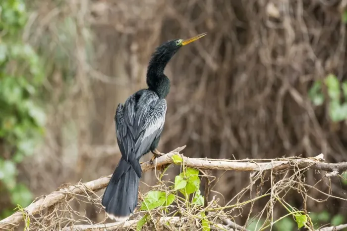 Framed Print : Anhinga - male - Kissimmee Florida - USA - January Framed Print : Anhinga - male - Kissimmee Florida - USA - January