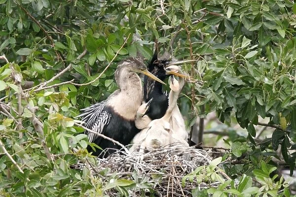 Anhinga - parents at nest feeding chicks Florida