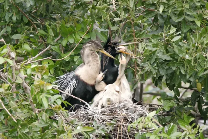 Framed Print : Anhinga - parents at nest feeding chicks Florida Framed Print : Anhinga - parents at nest feeding chicks Florida