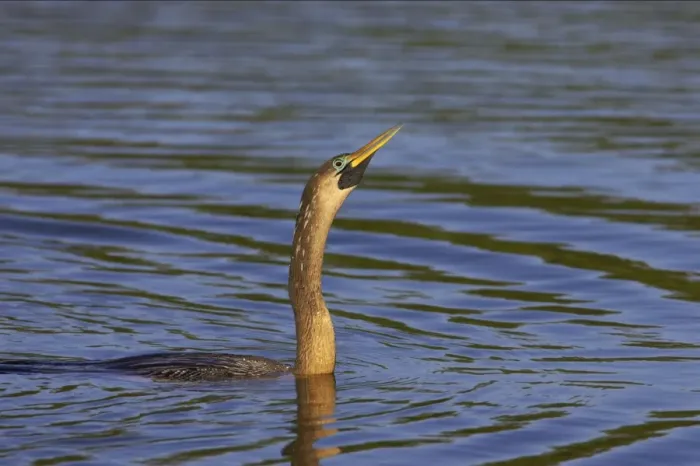 Framed Print : Anhinga / Snakebird - Swimming low in water showing source of alternate name Snakebird Venice Rookery, Florida, USA BI000025 Framed Print : Anhinga / Snakebird - Swimming low in water showing source of alternate name Snakebird Venice Rookery, Florida, USA BI000025