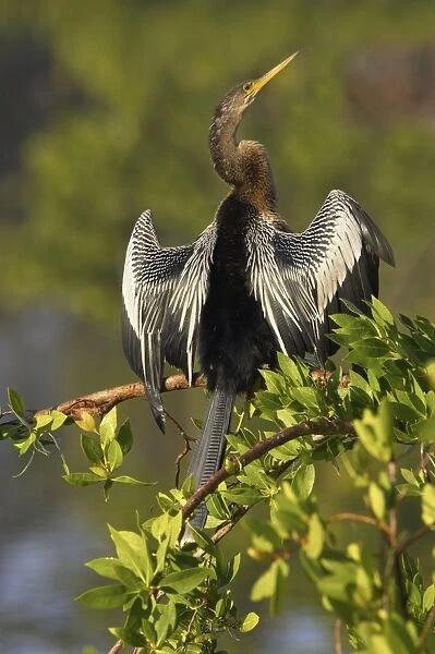 Anhinga - In tree drying wings Ding Darling NWR, Florida, USA BI000034