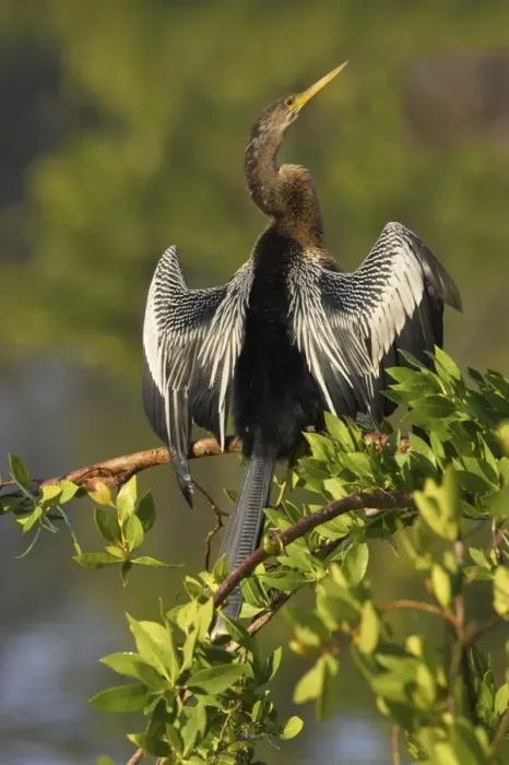 Framed Print : Anhinga - In tree drying wings Ding Darling NWR, Florida, USA BI000034 Framed Print : Anhinga - In tree drying wings Ding Darling NWR, Florida, USA BI000034
