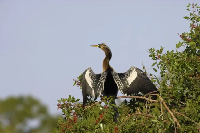 Framed Print : Anhinga - In tree, drying wings Venice Rookery, Florida, USA BI000053 Framed Print : Anhinga - In tree, drying wings Venice Rookery, Florida, USA BI000053