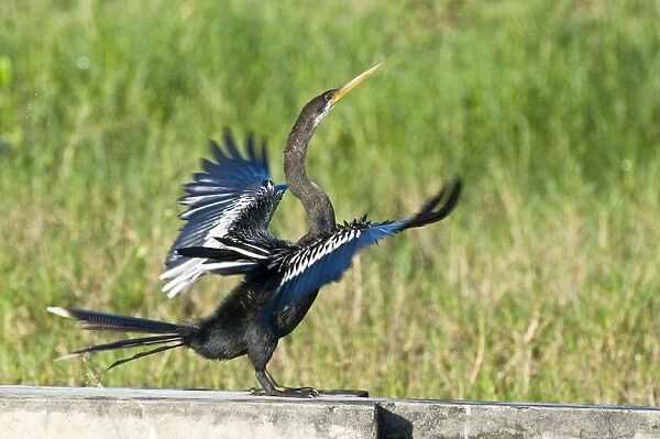 Anhinga - side view with wings outstretched on wall at water treatment plant - Tobago