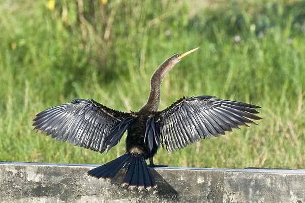 Anhinga - wings and tail outstretched on wall at water treatment plant - Tobago