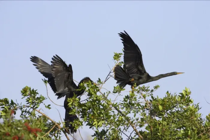 Framed Print : Anhingas / Snakebirds - In tree disputing territory Venice Rookery, Florida, USA BI000016 Framed Print : Anhingas / Snakebirds - In tree disputing territory Venice Rookery, Florida, USA BI000016