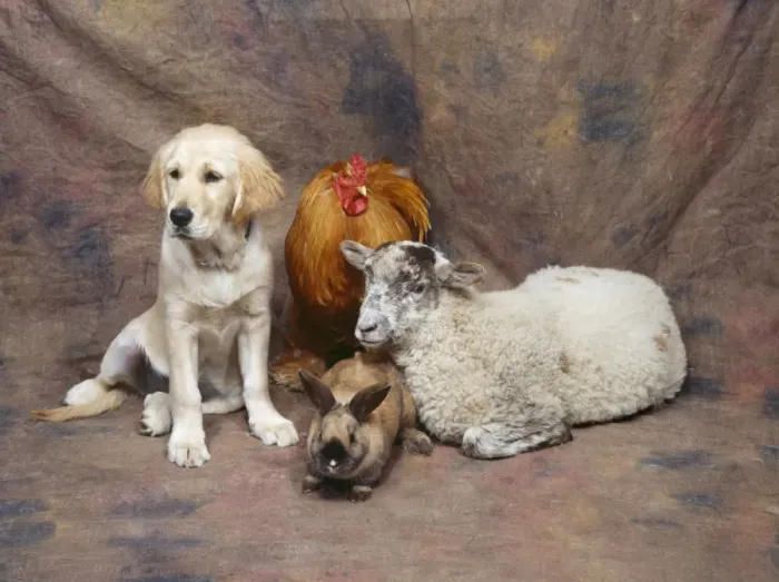 Framed Print : Animal Lineup - Dog, Chicken, Sheep, Rabbit Framed Print : Animal Lineup - Dog, Chicken, Sheep, Rabbit