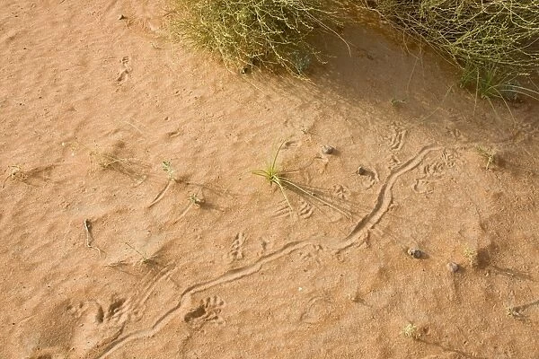 Animal tracks on sand - Abu Dhabi - United Arab Emirates